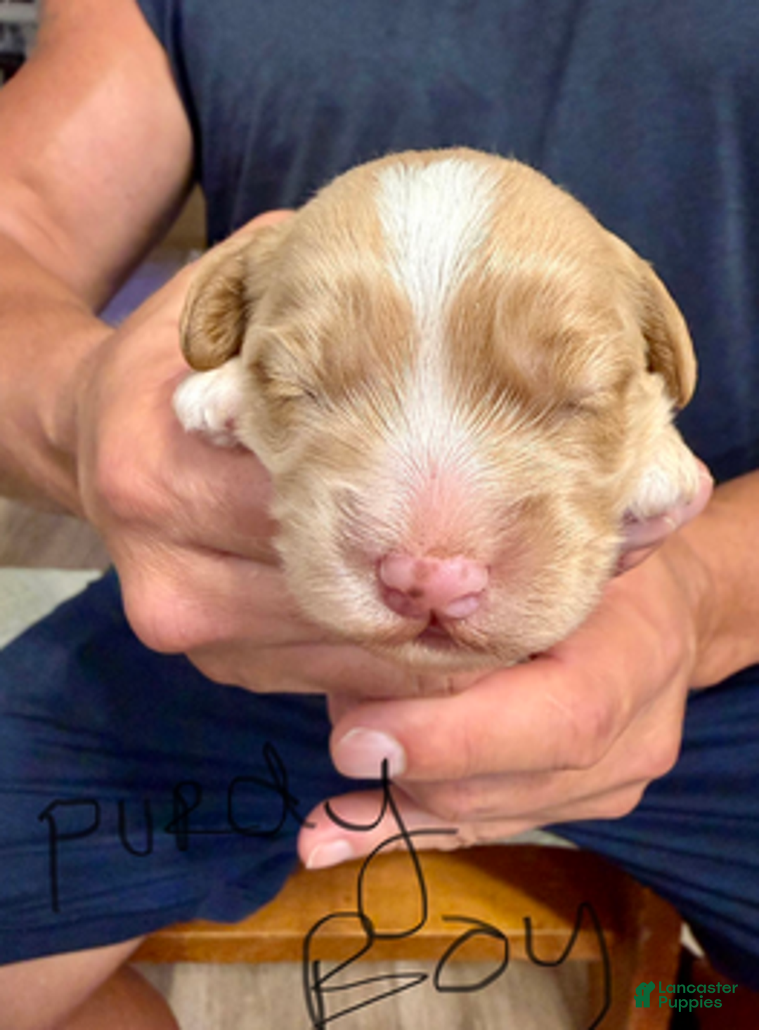 Cockapoo dogs for sale: Purdy B1 - Ad 6