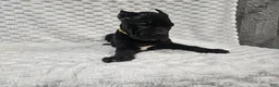 Cane Corso dogs for sale: Cane Corso Puppy 1 - Ad 1