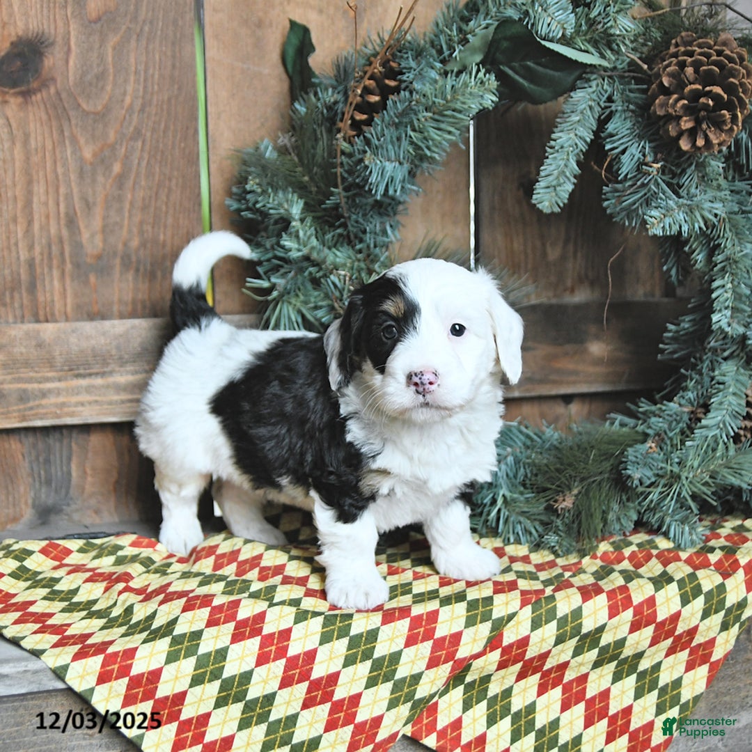 Mini Bernedoodle dogs for sale: Macy - Ad 2