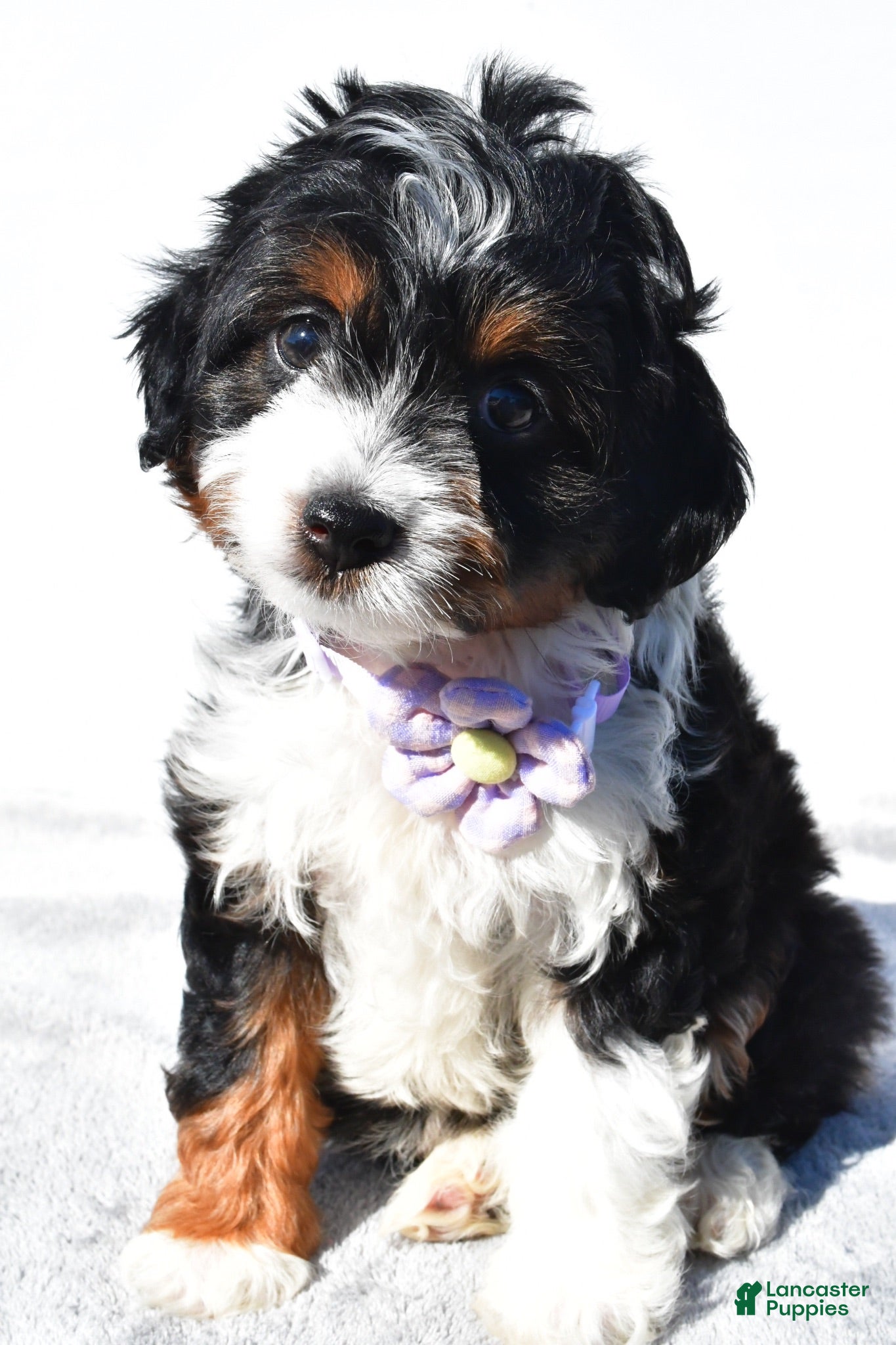 Mini Aussiedoodle dogs Yvonne  - Ad 2
