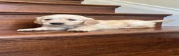 Golden Retriever dogs for sale: Ollie - Ad 1
