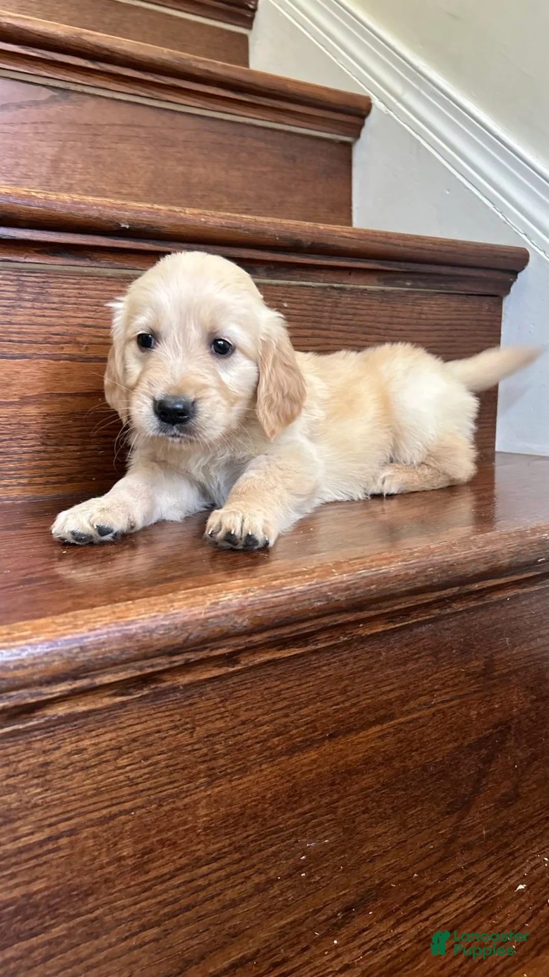 Golden Retriever dogs for sale: Ollie - Ad 1