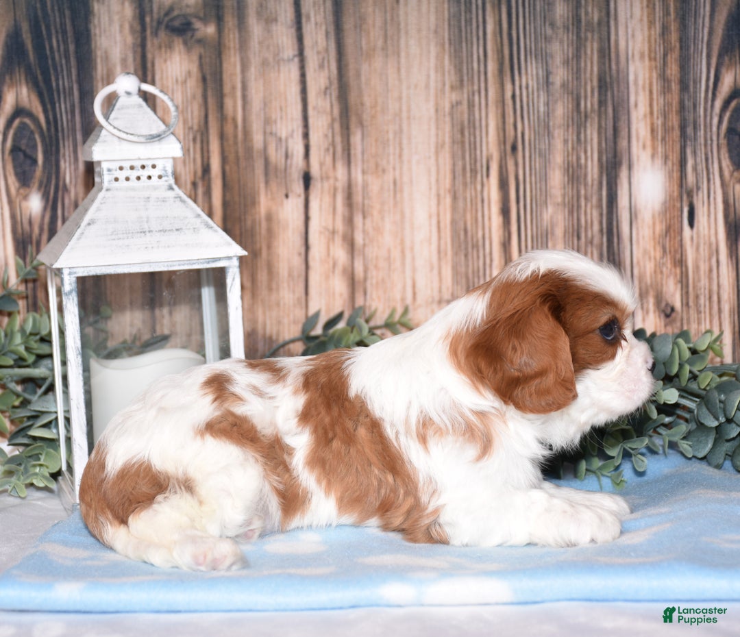 Cavalier King Charles Spaniel dogs for sale: Fanya - Ad 3
