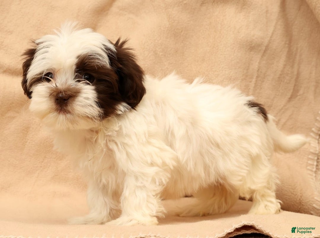 Havanese dogs for sale: Bella - Ad 8