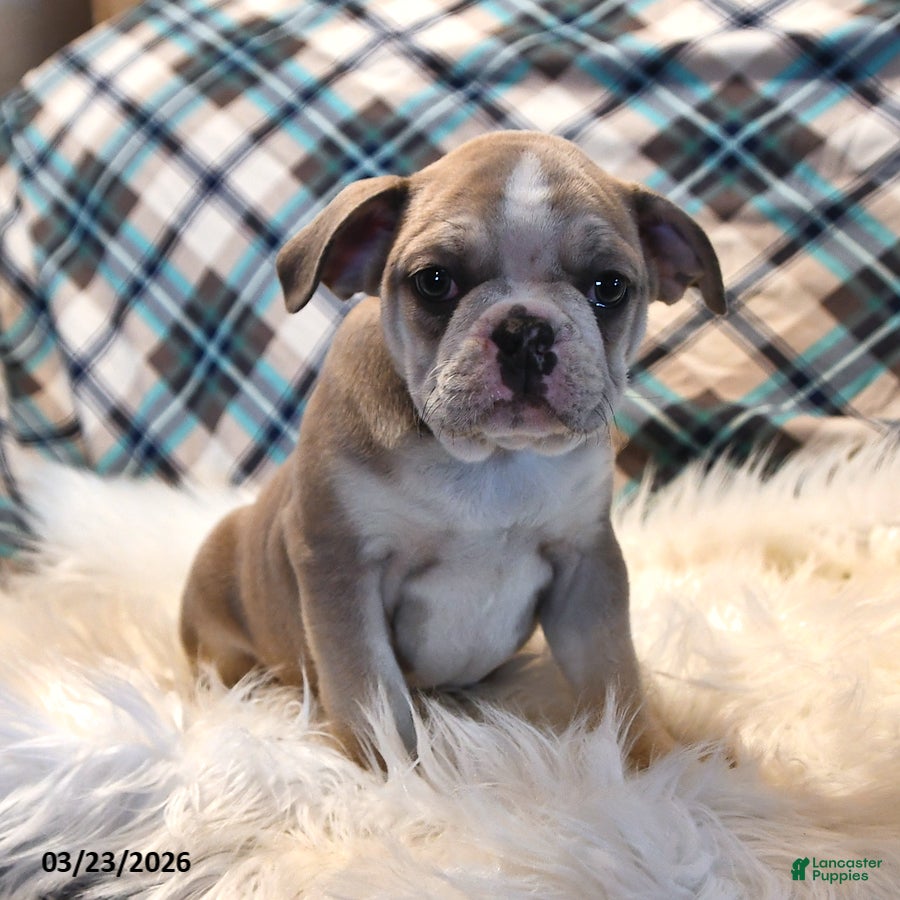 Frenchton dogs Eyeshadow  - Ad 1