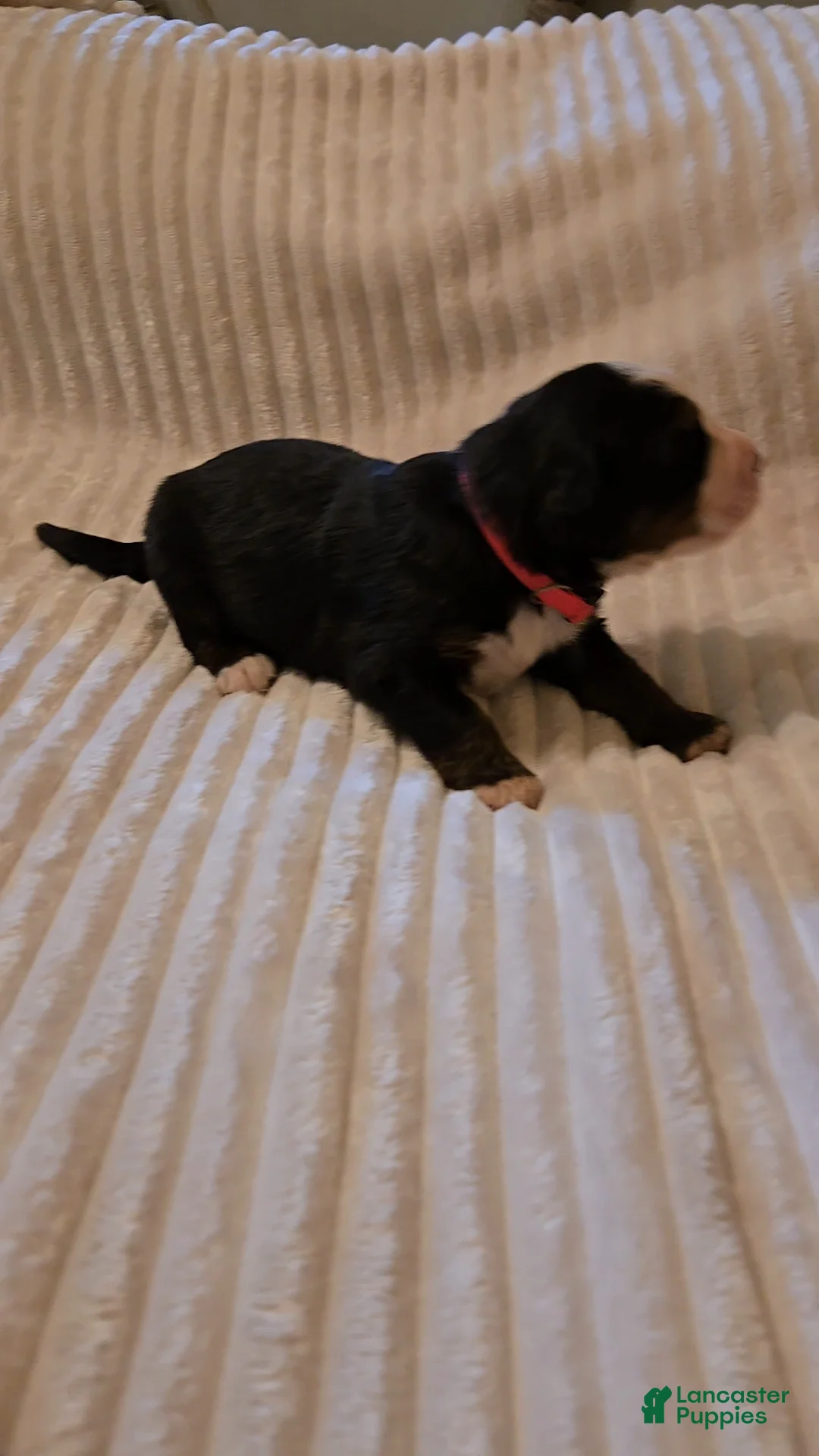 Bernese Mountain Dog dogs for sale: Bernese Mountain Dog 6 - Ad 2
