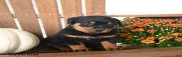 Rottweiler dogs for sale: Paisley - Ad 5