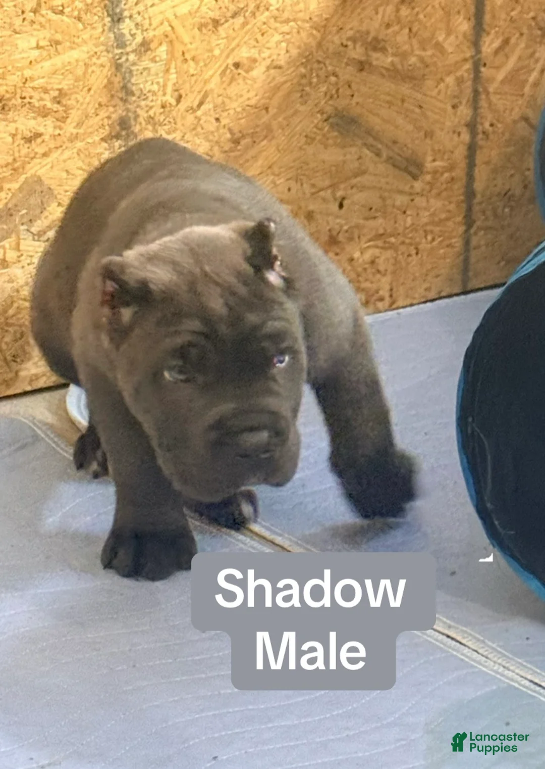 Cane Corso dogs for sale: Shadow - Ad 2