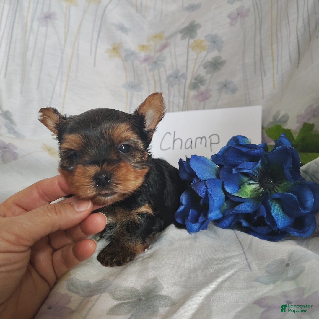 Yorkshire Terrier dogs for sale: Champ - Ad 3