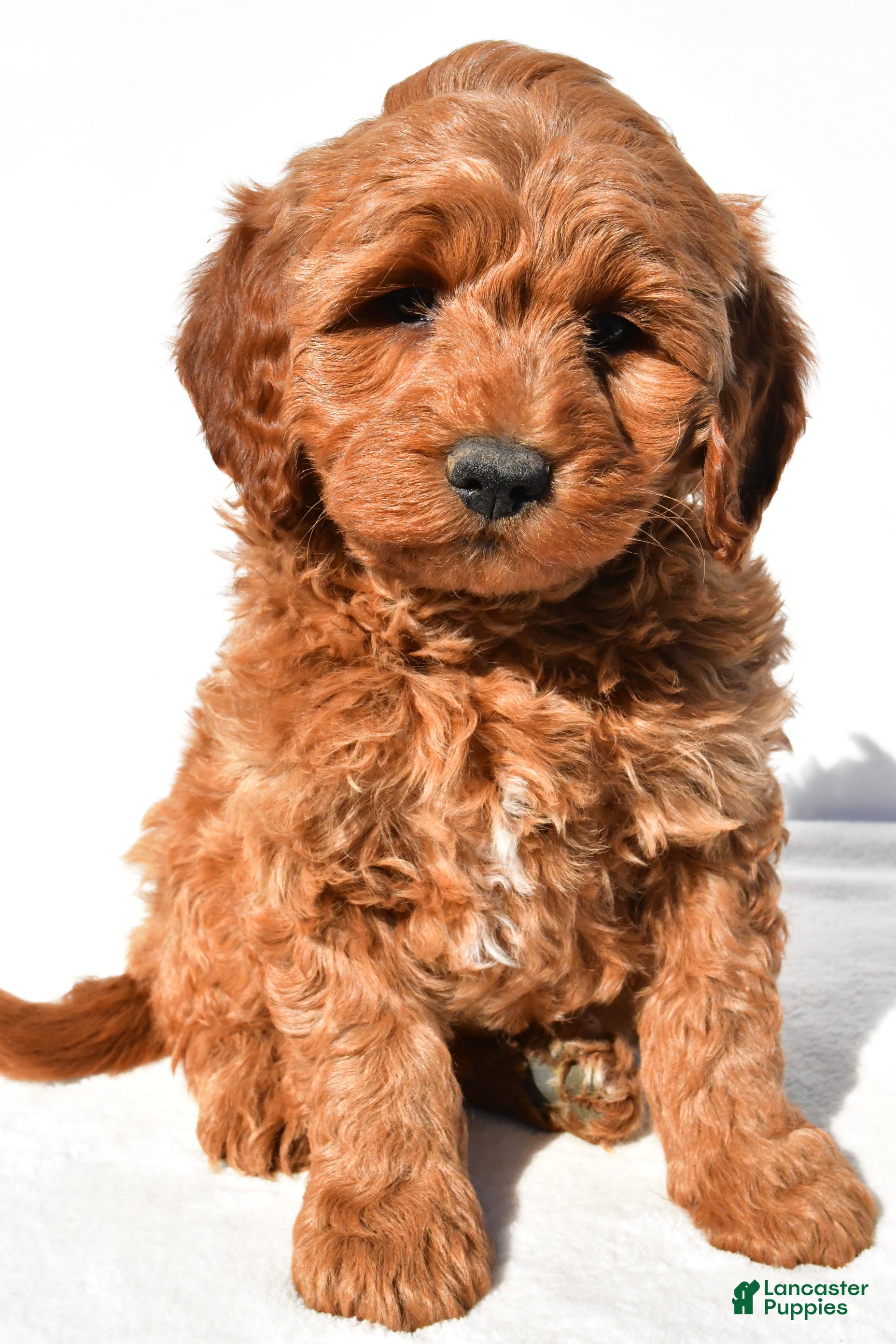 Mini Goldendoodle dogs Braxton - Ad 1