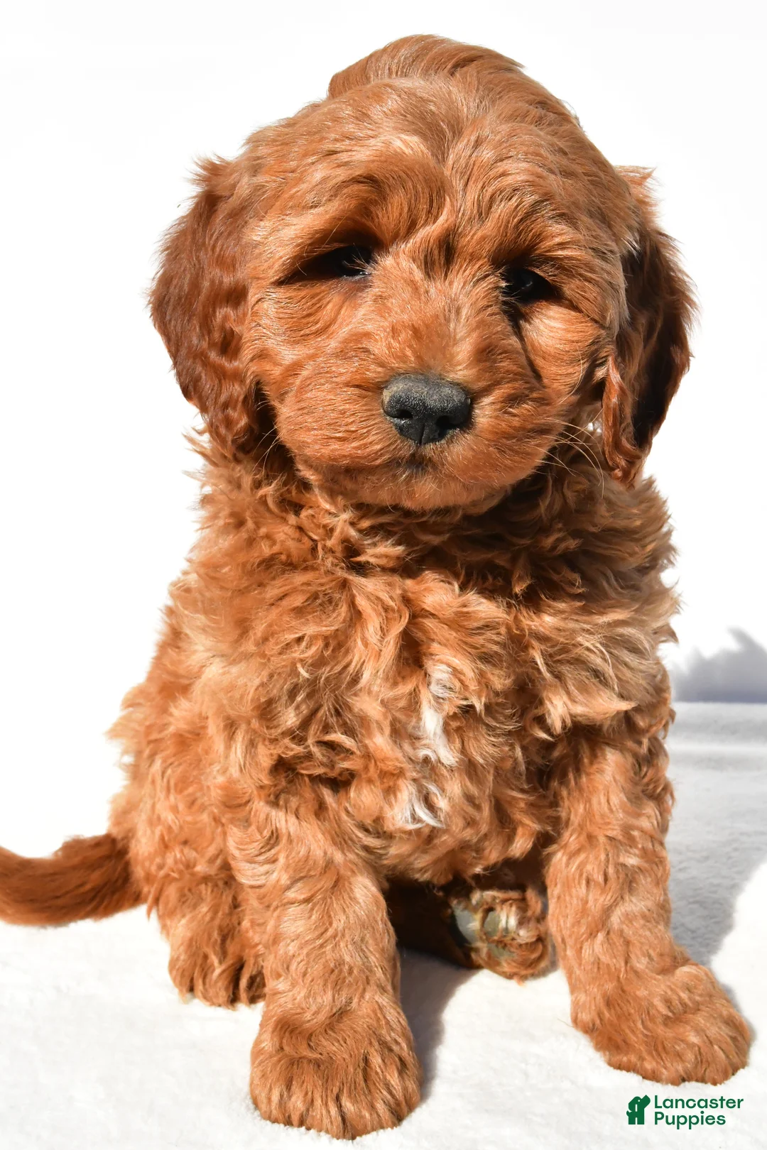 Mini Goldendoodle dogs for sale: Braxton - Ad 1