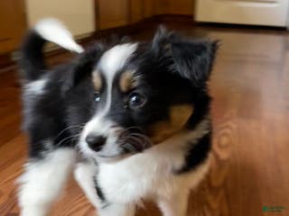 Mixed Breed dogs Renee - Ad 17