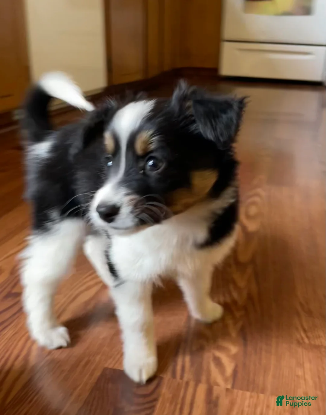 Mixed Breed dogs for sale: Renee - Ad 1