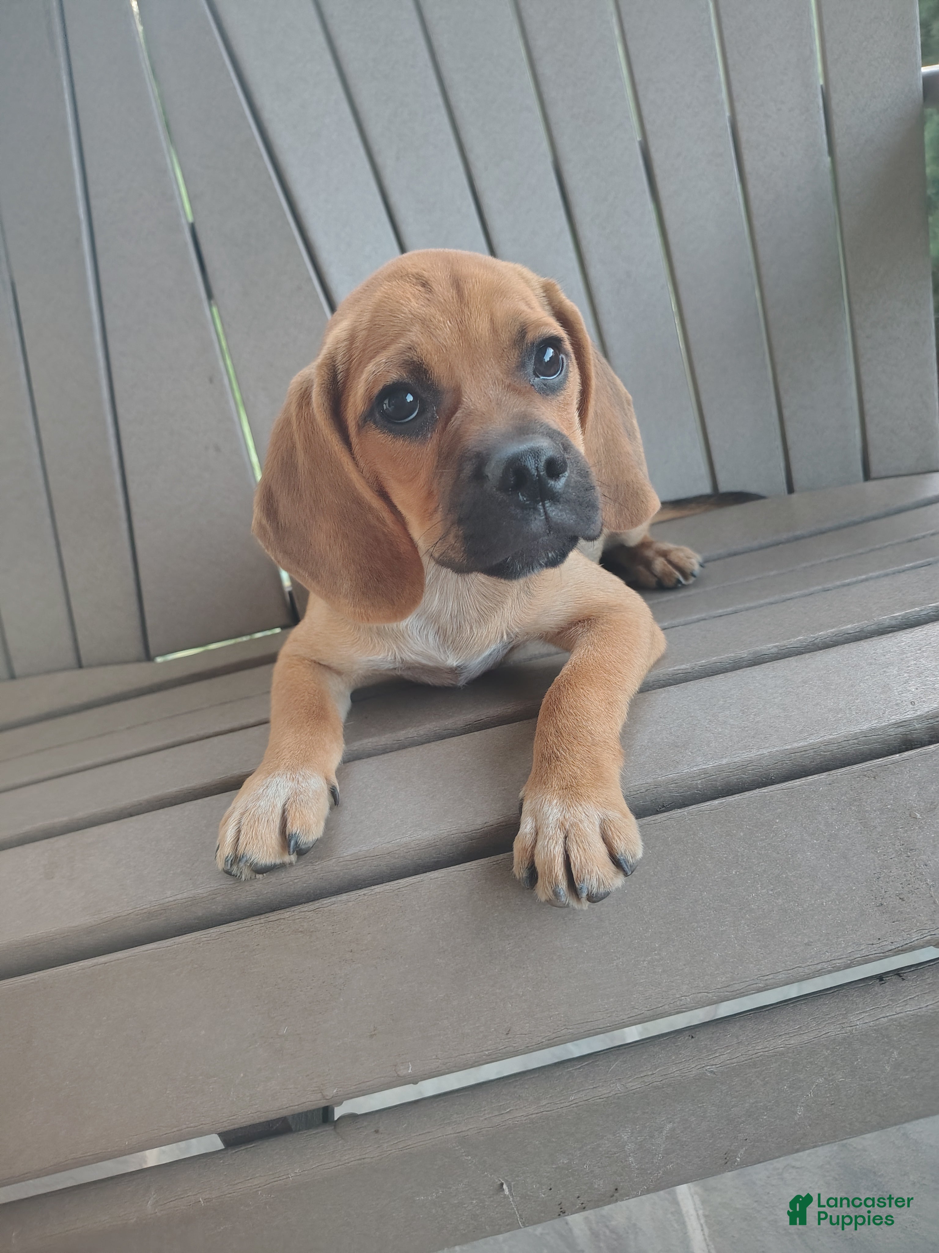Puggle dogs Redwood - Ad 1