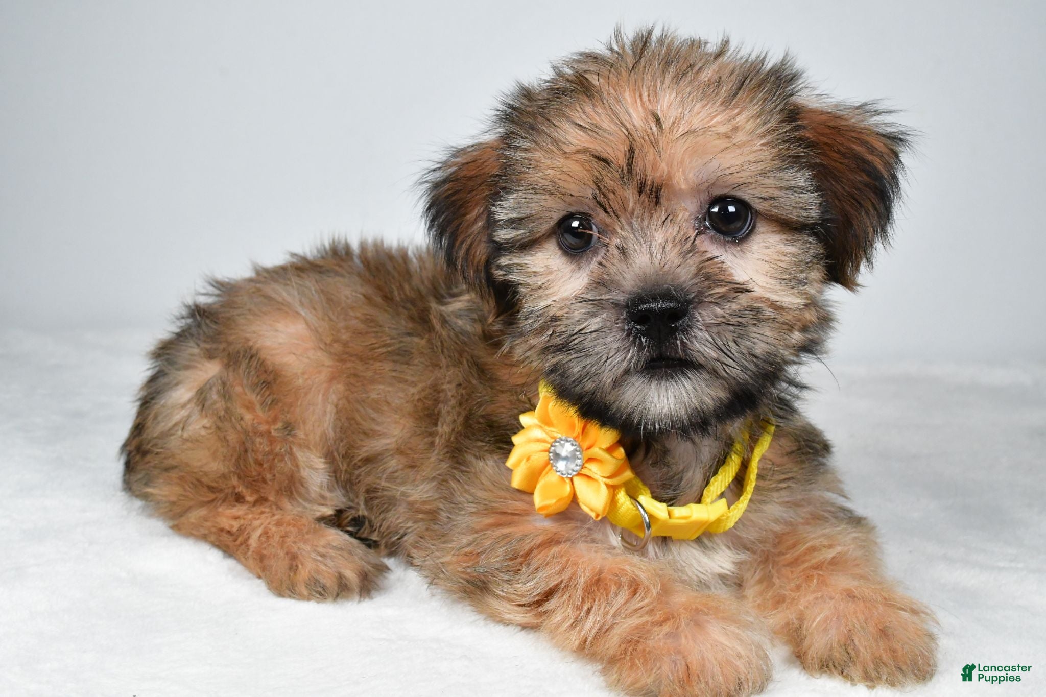 Shorkie dogs Avery - Ad 2