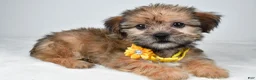 Shorkie dogs for sale: Avery - Ad 2