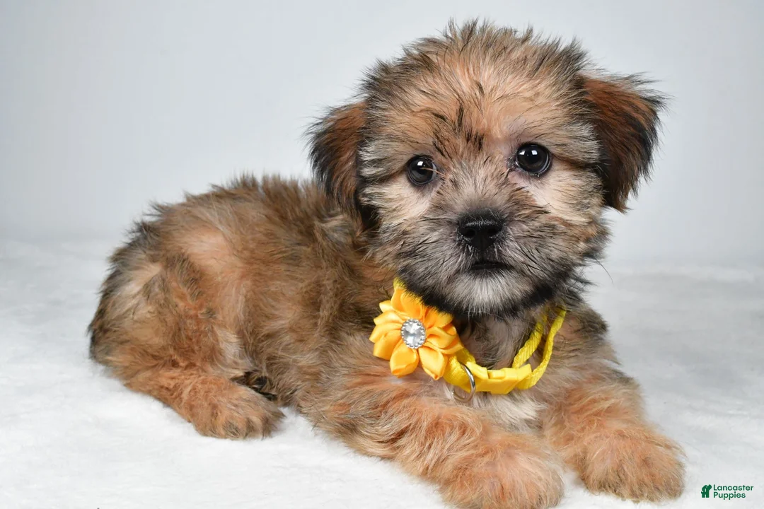 Shorkie dogs for sale: Avery - Ad 2