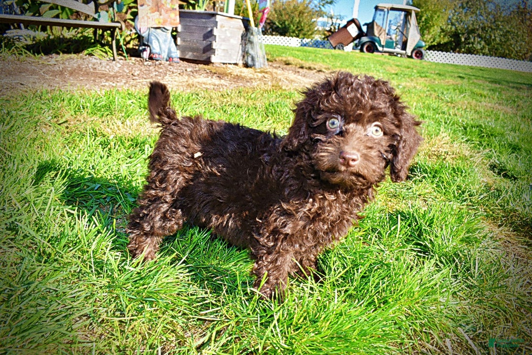 Havapoo dogs for sale: Isabella - Ad 12