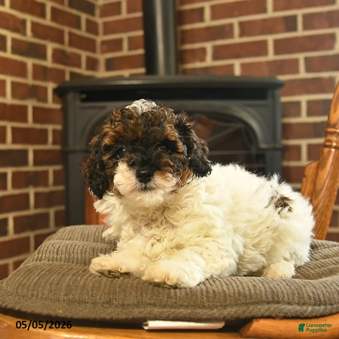 Toy Poodle dogs for sale: Jade - Ad 3
