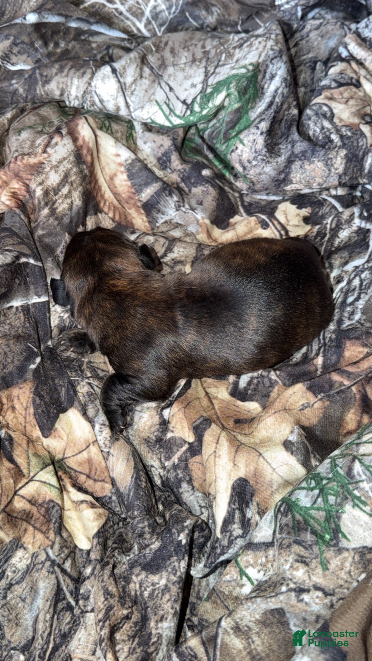 Mixed Breed dogs Ricky - Ad 31