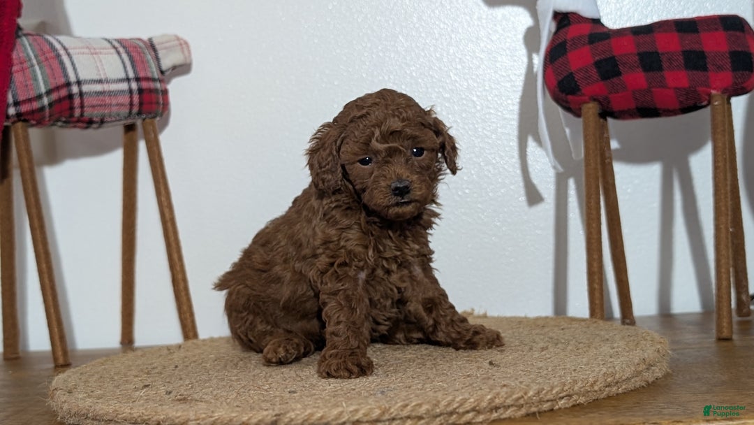 Miniature Poodle dogs for sale: Malia - Ad 2