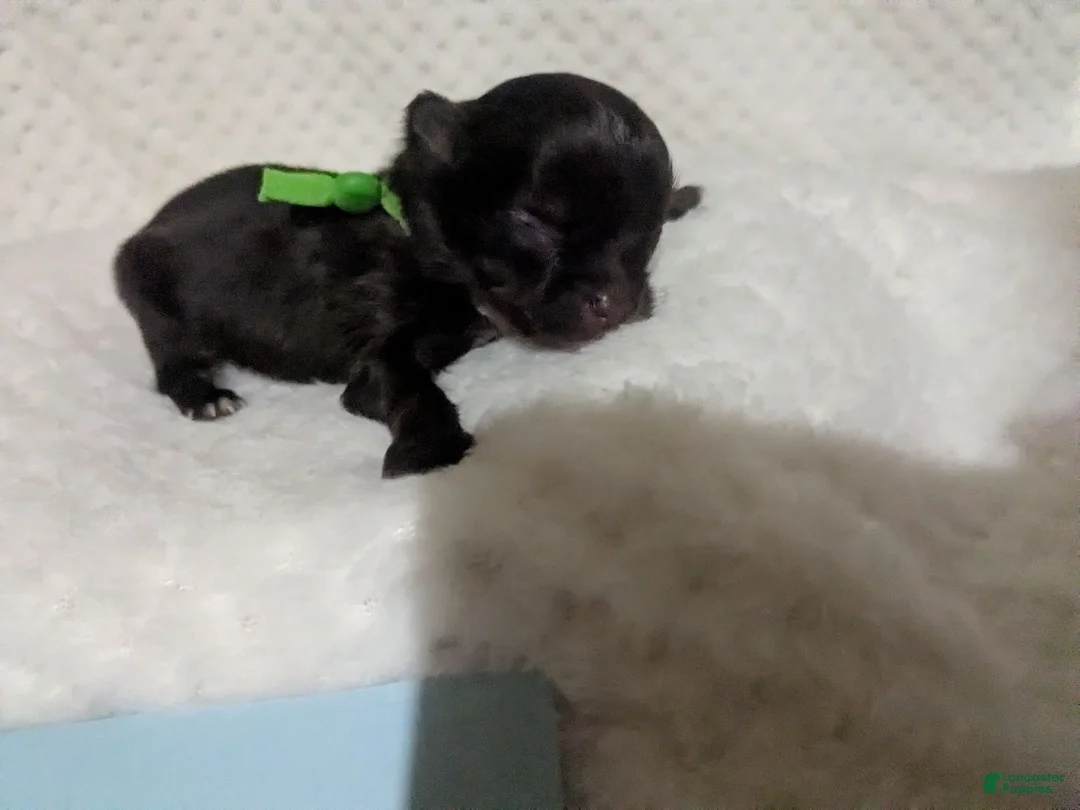 Chihuahua dogs for sale: Twix  Tiny LC Male   - Ad 1