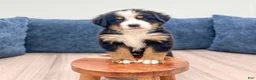 Bernese Mountain Dog dogs for sale: Jade - Ad 3