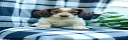 Miniature Dachshund dogs for sale: Carter - Ad 1