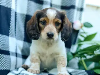 Miniature Dachshund dogs for sale: Carter - Ad 3