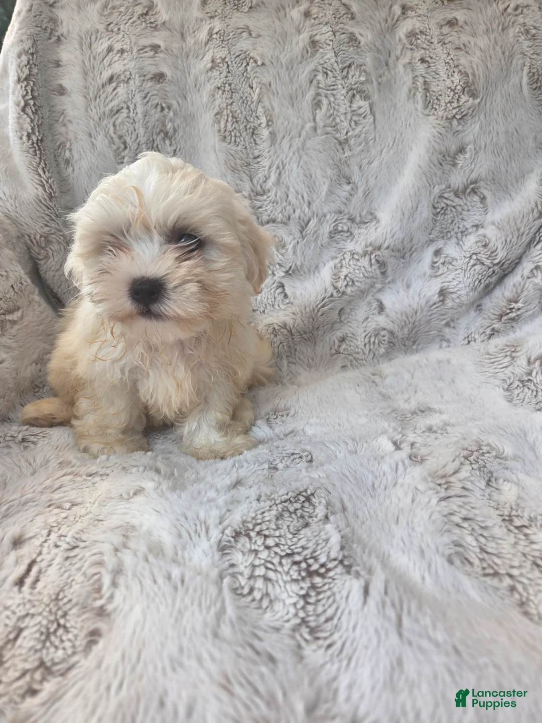 Mixed Breed dogs for sale: Jeana - Ad 2