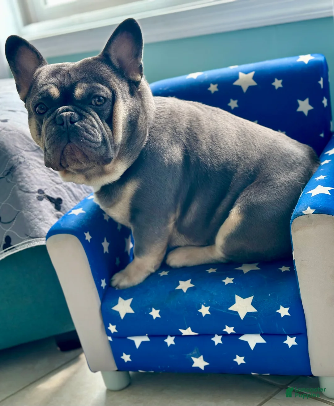 French Bulldog dogs for sale: French Bulldog Puppy  - Ad 6