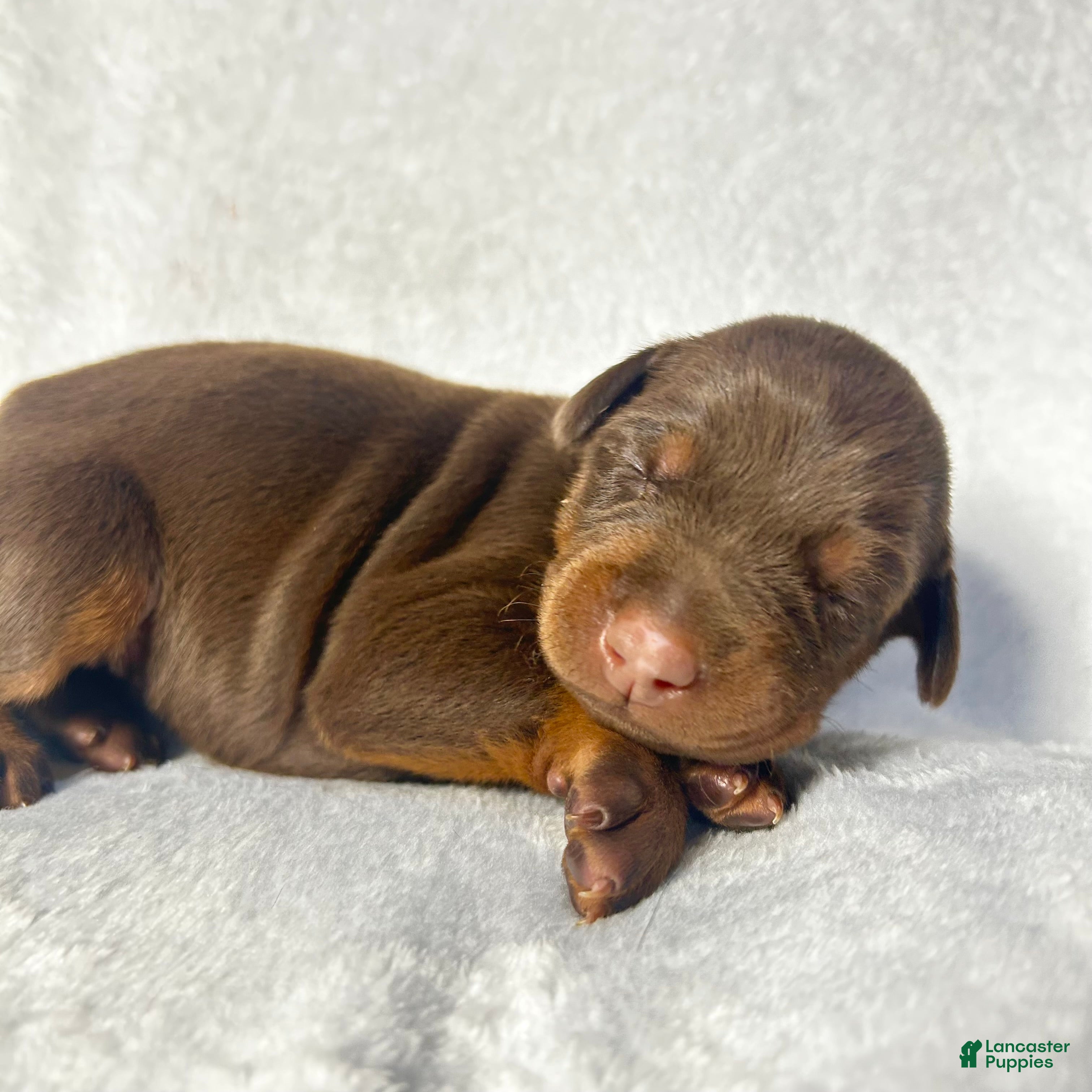 Doberman Pinscher dogs Doberman Pinscher Puppy 4 - Ad 35