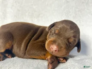 Doberman Pinscher dogs Doberman Pinscher Puppy 4 - Ad 35