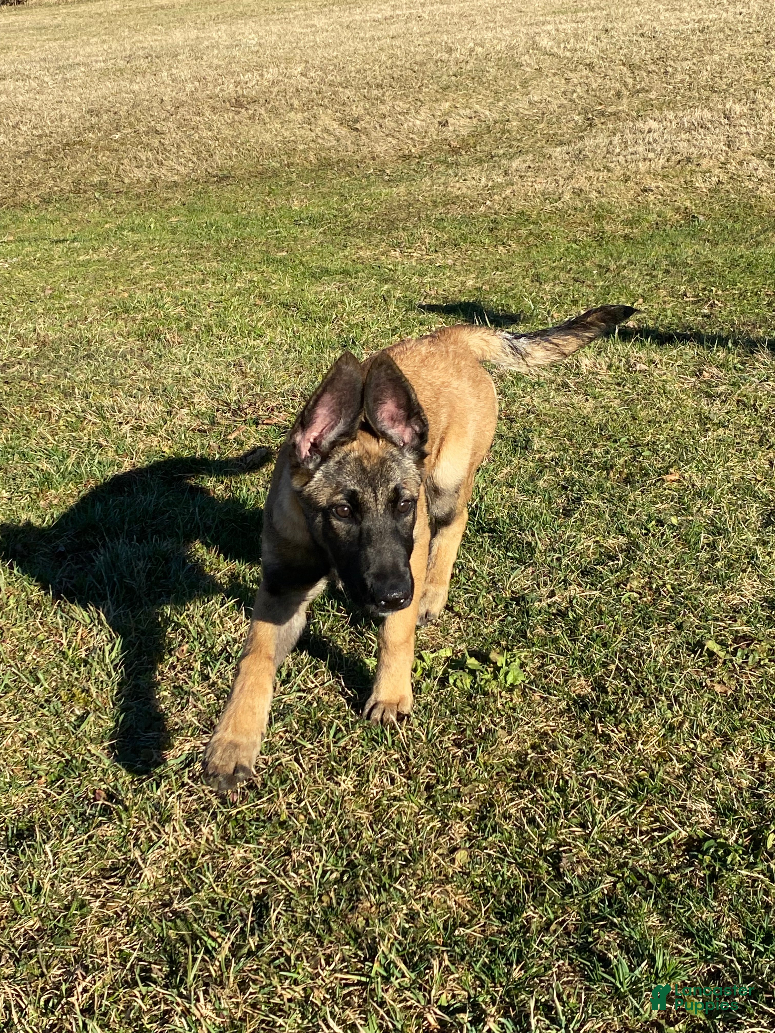 Mixed Breed dogs Maya - Ad 36