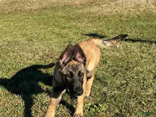 Mixed Breed dogs Maya - Ad 14