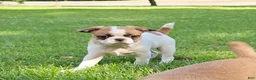 Mixed Breed dogs for sale: Oscar Pie - Ad 2