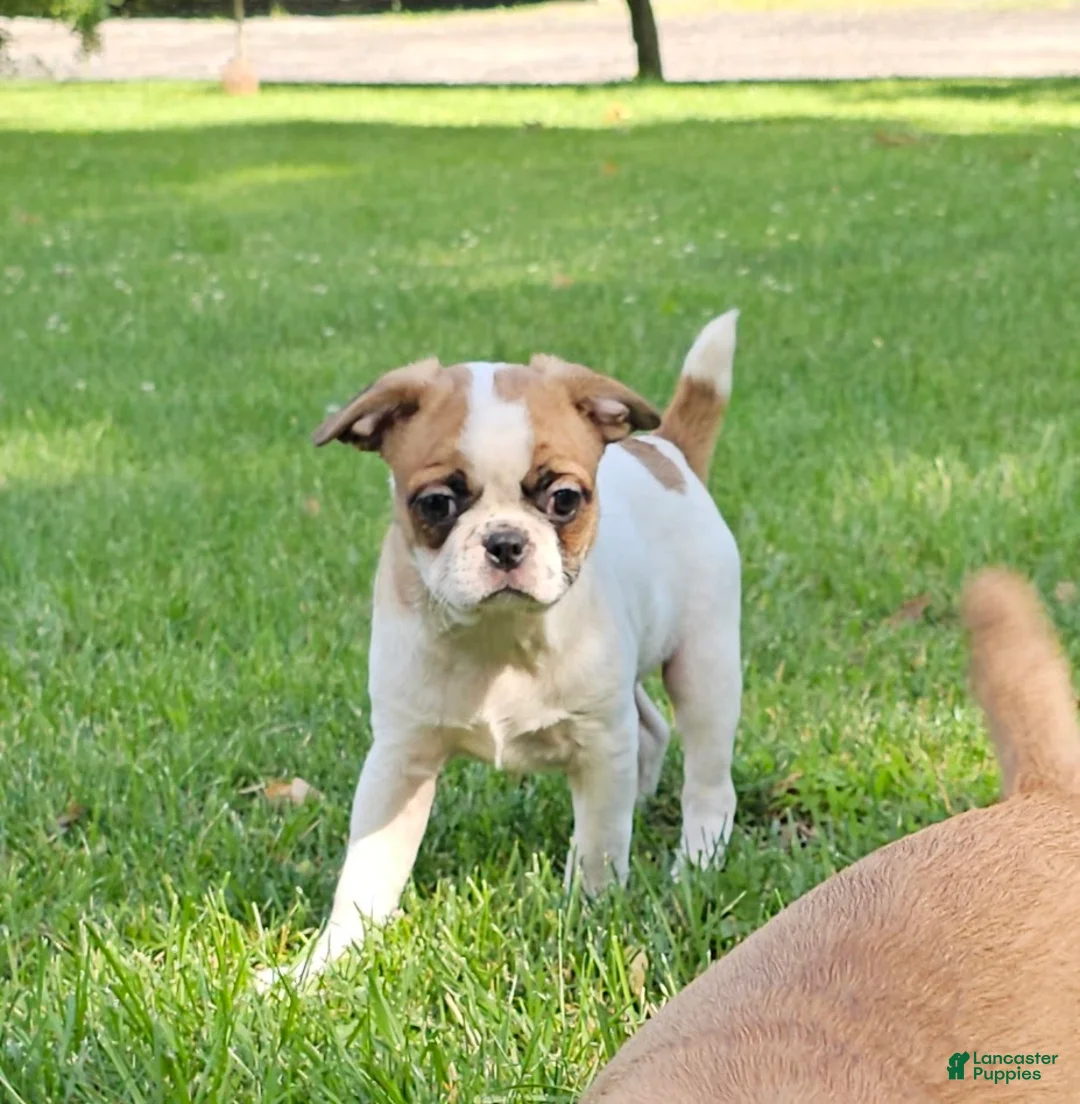 Mixed Breed dogs for sale: Oscar Pie - Ad 2