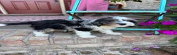 Mini Bernedoodle dogs for sale: Dash  - Ad 3