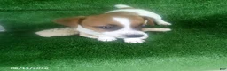 Jack Russell Terrier dogs for sale: Jerry - Ad 4
