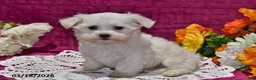 Maltese dogs for sale: Rex - Ad 2