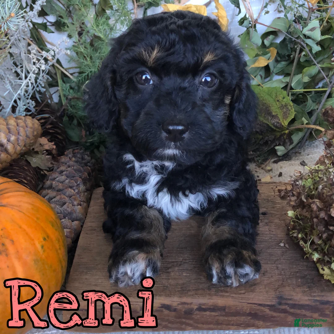 Mixed Breed dogs for sale: Mixed Breed 5 - Ad 2
