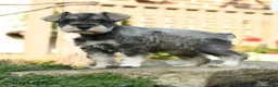 Miniature Schnauzer dogs for sale: Fern - Ad 4