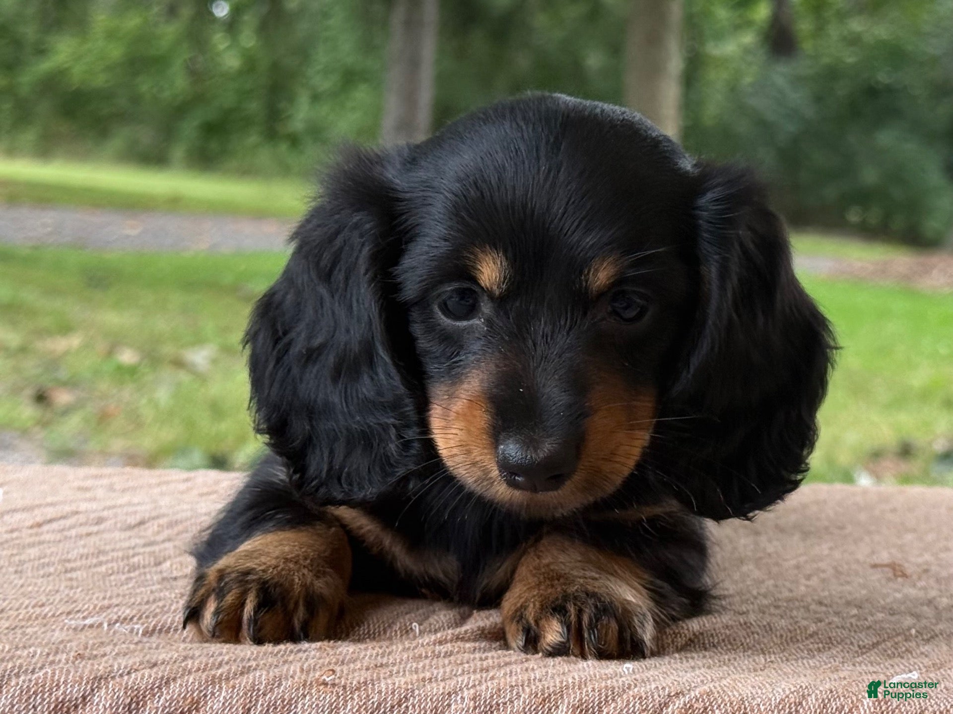 Miniature Dachshund dogs Holly - Ad 2