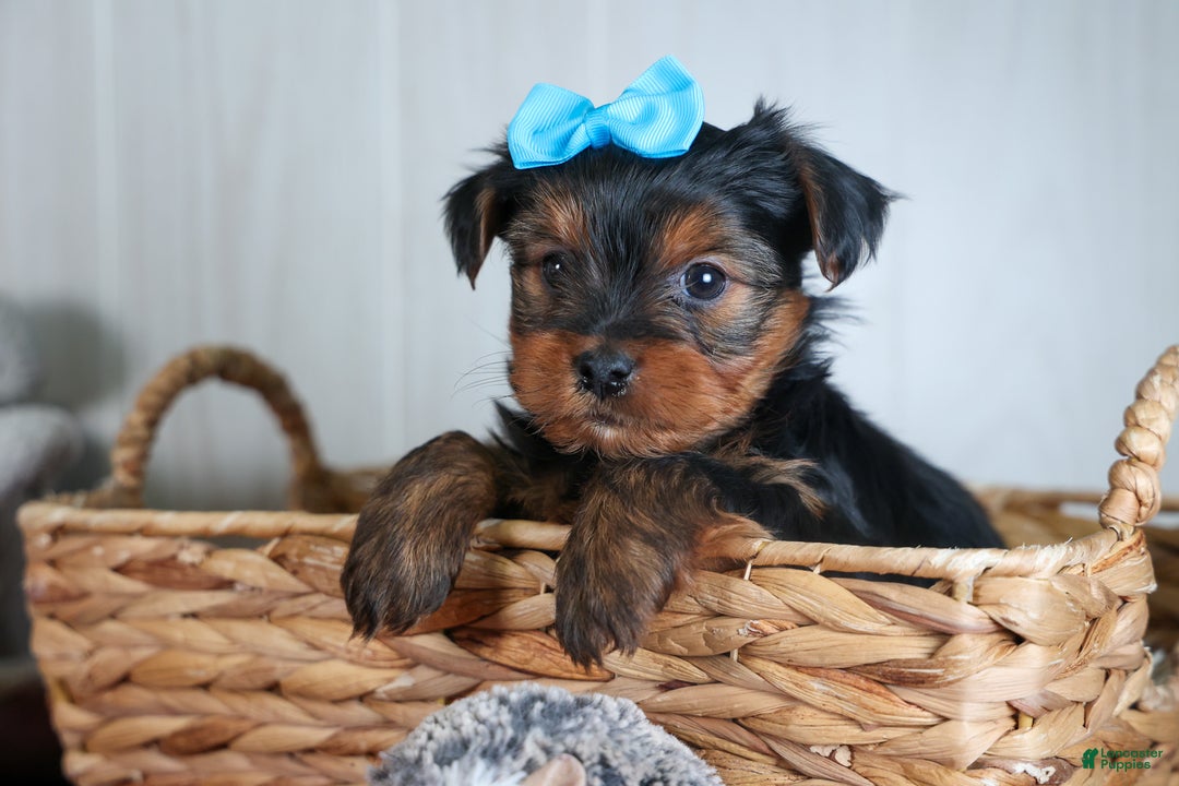 Yorkshire Terrier dogs for sale: CHARLIE - Ad 16