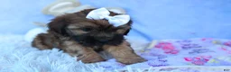 Shorkie dogs for sale: SALLY - Ad 17