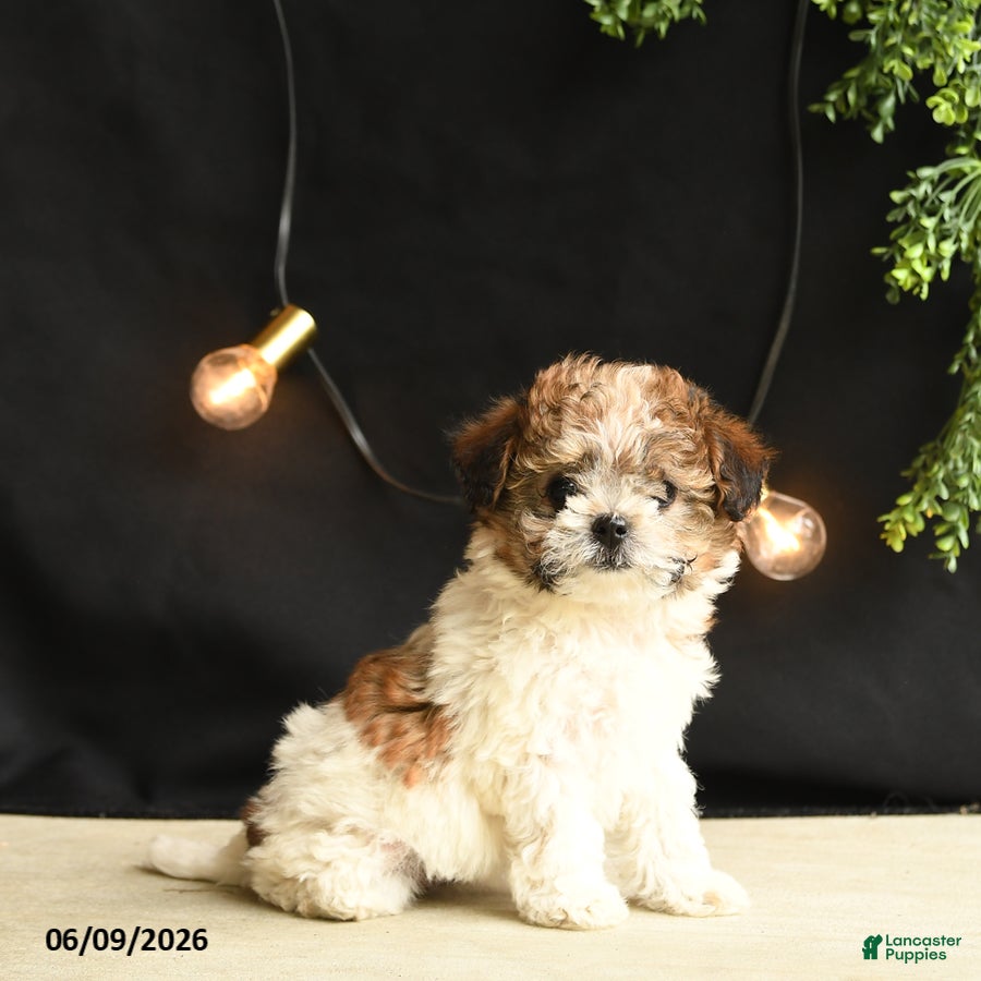 Mixed Breed dogs Minnie - Ad 1