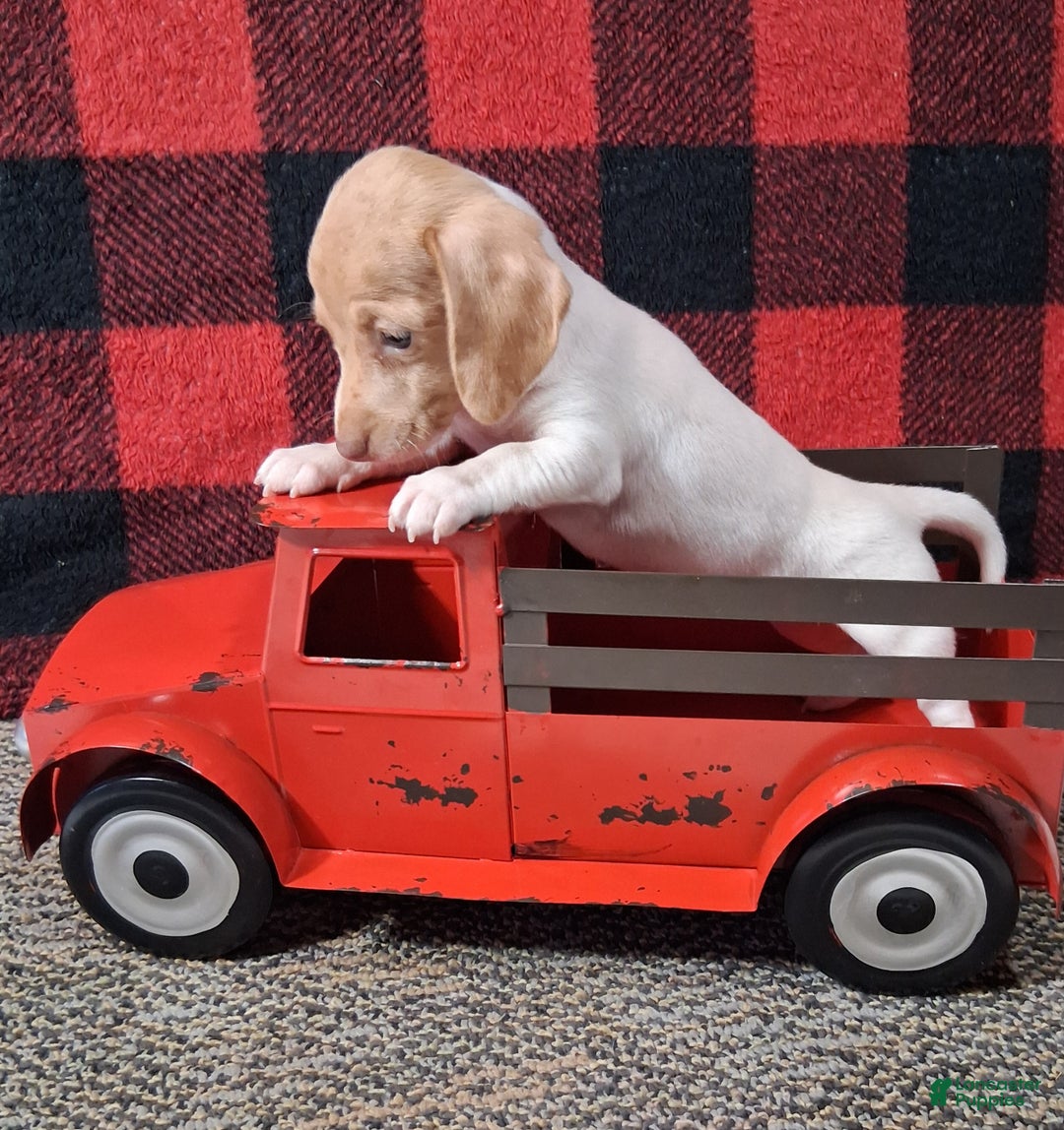 Miniature Dachshund dogs for sale: Angela - Ad 6