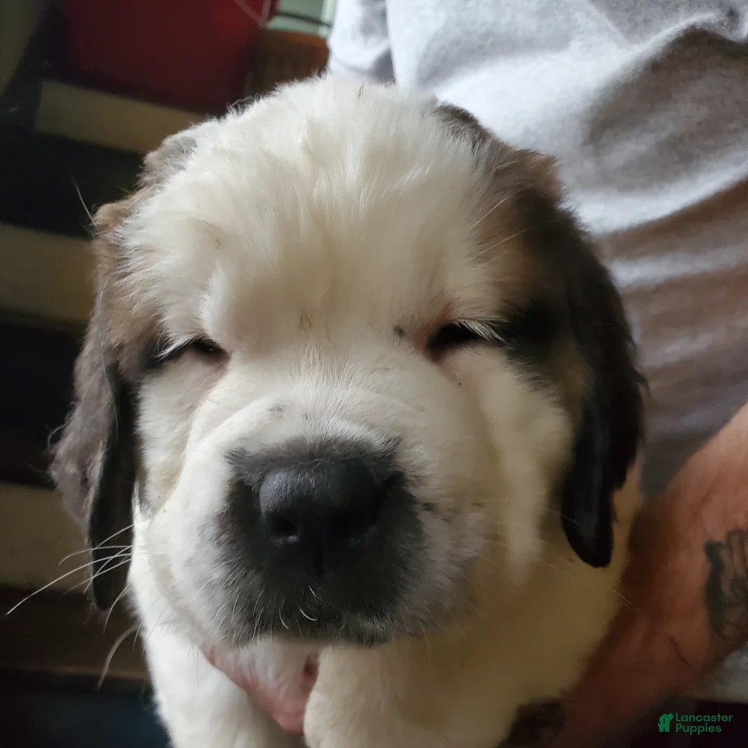 Saint Bernard dogs for sale: Saint Bernard Puppy 7 - Ad 2
