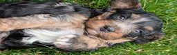 Cavapoo dogs for sale: Allie - Ad 7