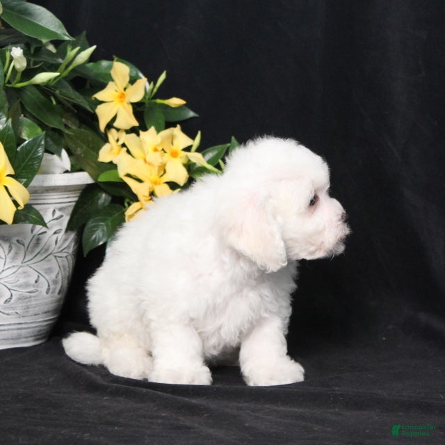 Bichon Frise dogs LeRoy - Ad 2